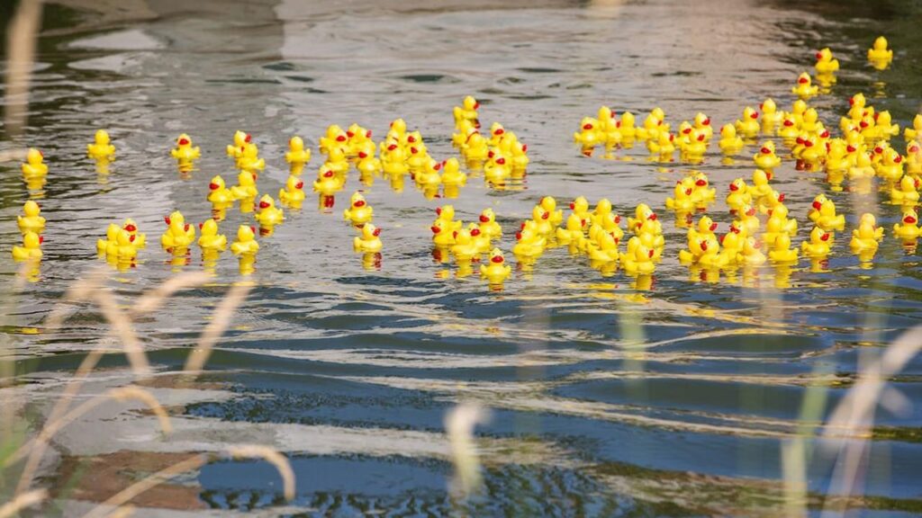 11. Duck Pond Racing